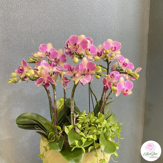 Chậu Lan Hồ Điệp Tím Chúc Mừng HCM-0330