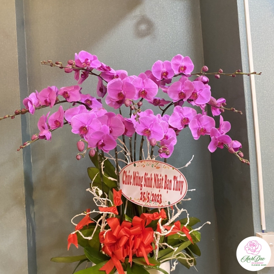 Chậu Lan Hồ Điệp Tím Chúc Mừng HCM-0440