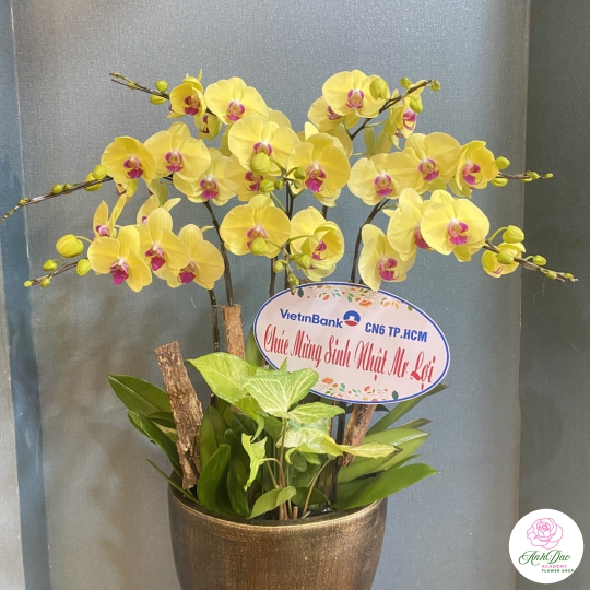 Chậu Lan Hồ Điệp Vàng Chúc Mừng HCM-0540