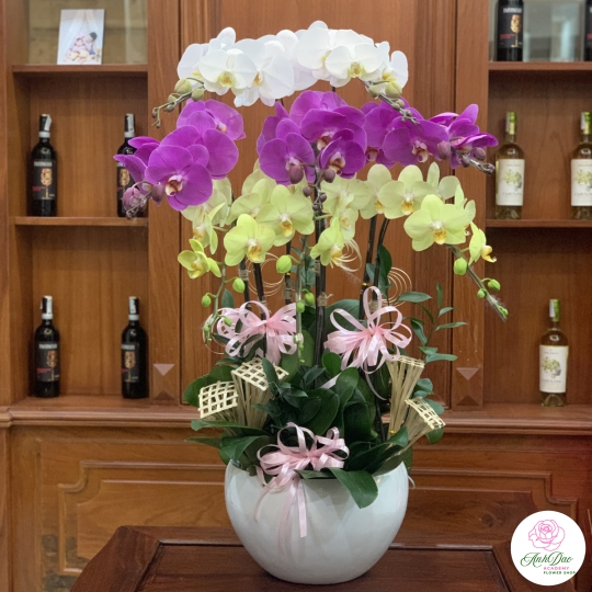 Chậu Lan Hồ Điệp Chúc Mừng HCM-0720