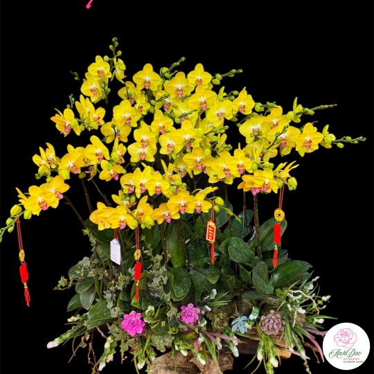 Chậu Lan Hồ Điệp Vàng Chúc Mừng HCM-0332