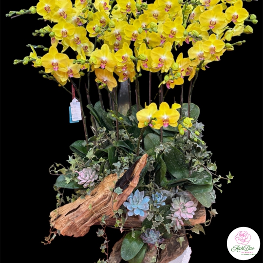 Chậu Lan Hồ Điệp Vàng Chúc Mừng HCM-0541