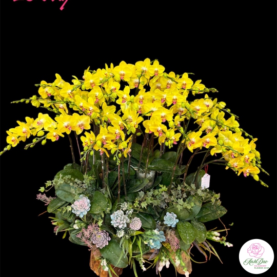 Chậu Lan Hồ Điệp Vàng Chúc Mừng HCM-0312 