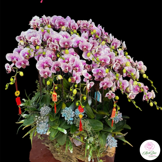Chậu Lan Hồ Điệp Tím Chúc Mừng HCM-0125 