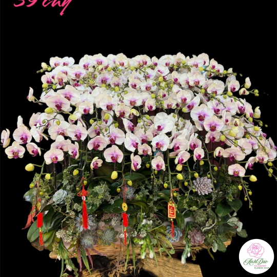 Chậu Lan Hồ Điệp Chúc Mừng HCM-0284 