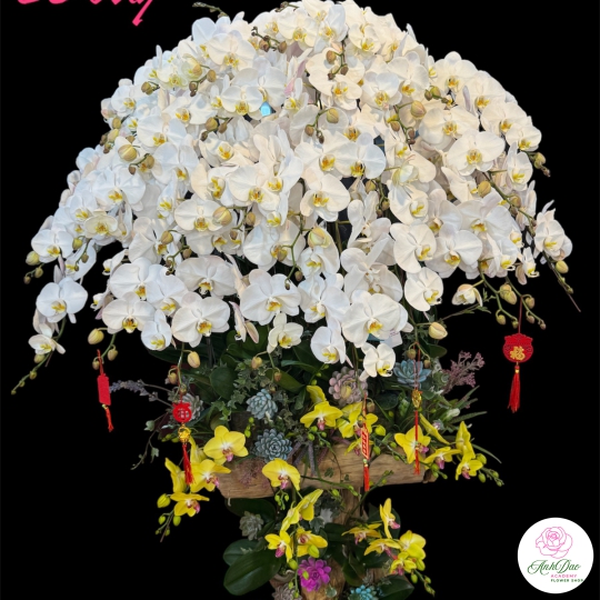 Chậu Lan Hồ Điệp Trắng Chúc Mừng HCM-0201 