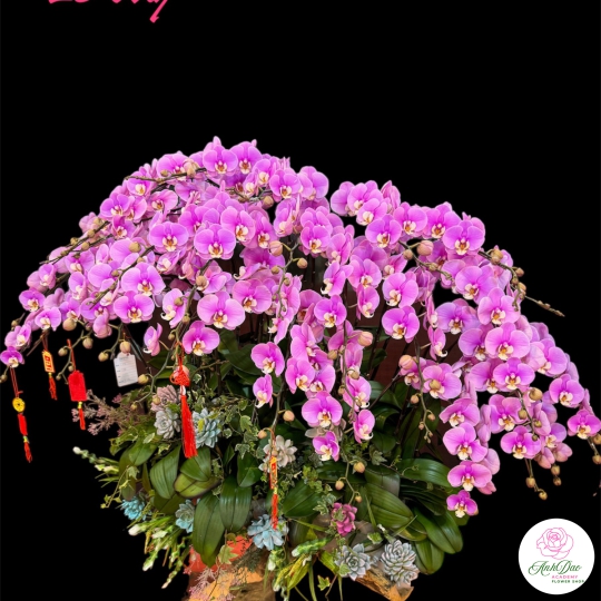 Chậu Lan Hồ Điệp Tím Chúc Mừng HCM-0321 