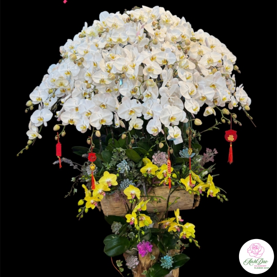 Chậu Lan Hồ Điệp Trắng Chúc Mừng HCM-0203 