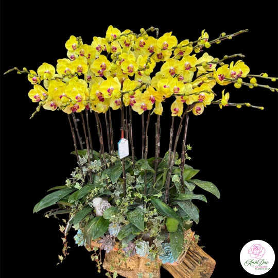 Chậu Lan Hồ Điệp Vàng Chúc Mừng HCM-0465 