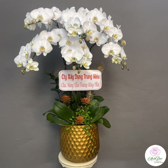 Hoa Lan Hồ Điệp Chúc Mừng - 01