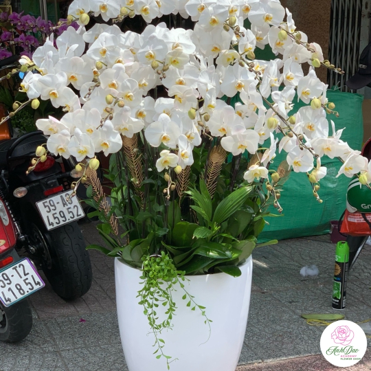 Hoa Lan Hồ Điệp Chúc Mừng - 02
