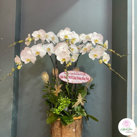 Hoa Lan Hồ Điệp Chúc Mừng - 04