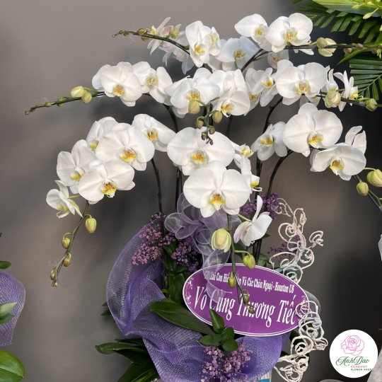 Hoa Lan Hồ Điệp Chúc Mừng - 05