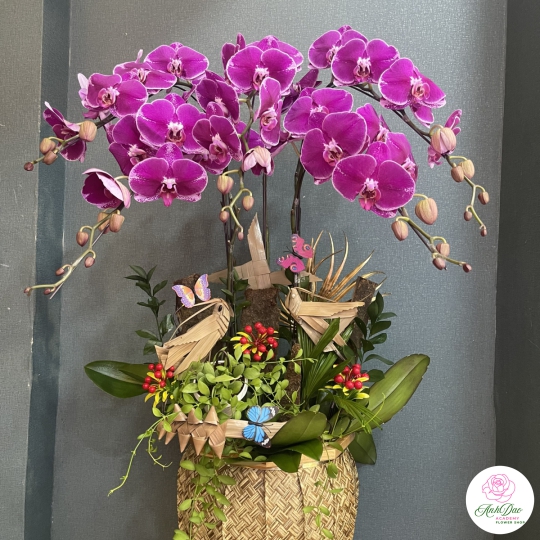 Hoa Lan Hồ Điệp Chúc Mừng - 07