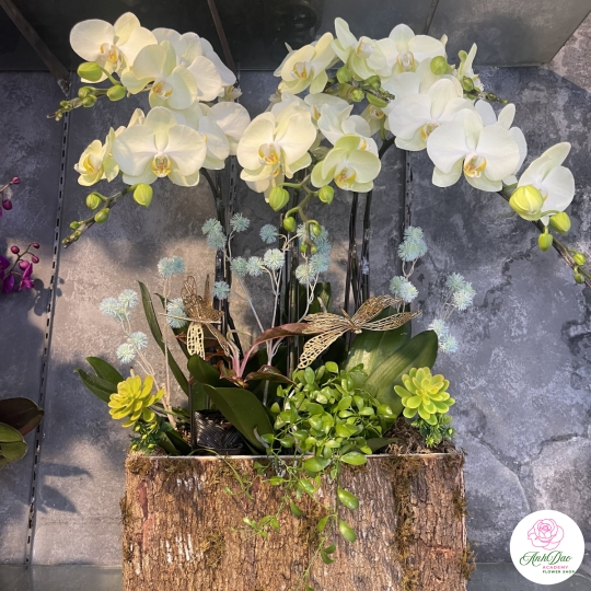 Hoa Lan Hồ Điệp Chúc Mừng - 08