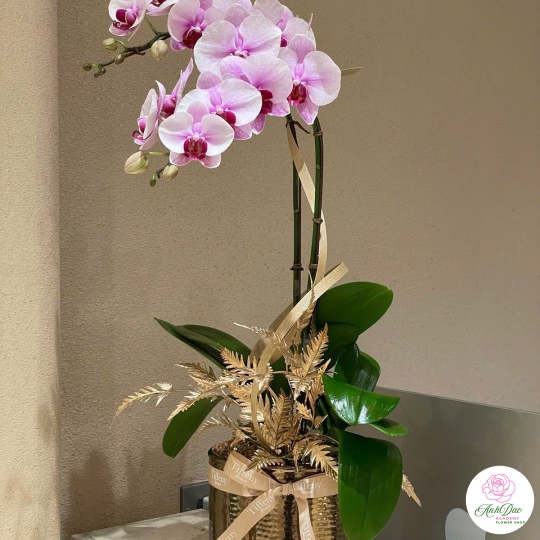 Chậu Hoa Lan Hồ Điệp Tím - Vẻ Đẹp Quý Phái & Sang Trọng