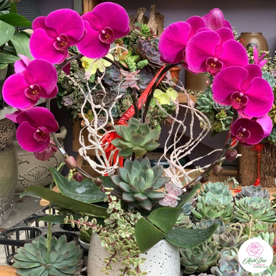 Lan Hồ Điệp Phối Sen Đá