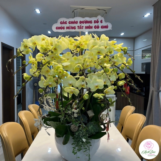 Lan Hồ Điệp Vàng Chúc Mừng