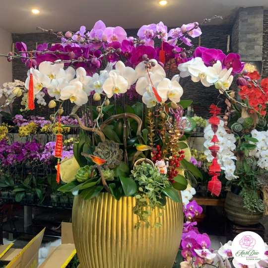 Bình Lan Hồ Điệp Chúc Mừng