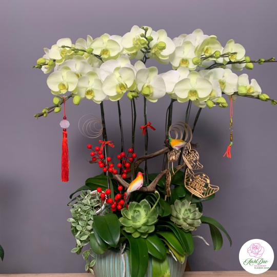 Chậu Hoa Lan Hồ Điệp Trắng Phớt Vàng - Vẻ Đẹp Tinh Tế & Sang Trọng