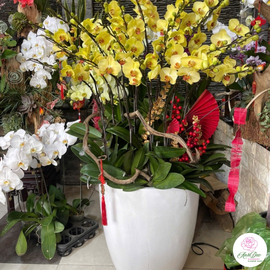 Hoa Lan Hồ Điệp Chúc Mừng NU229