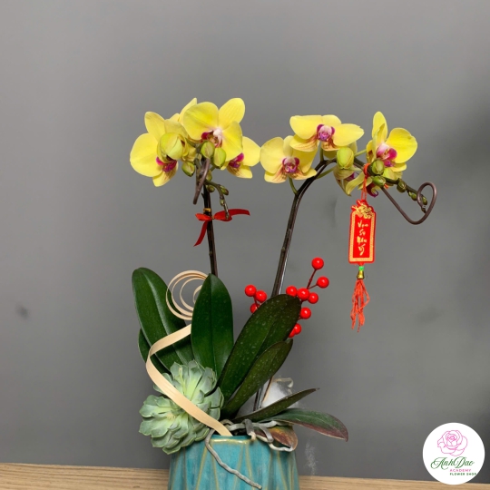 Hoa Lan Hồ Điệp Mẫu Mới