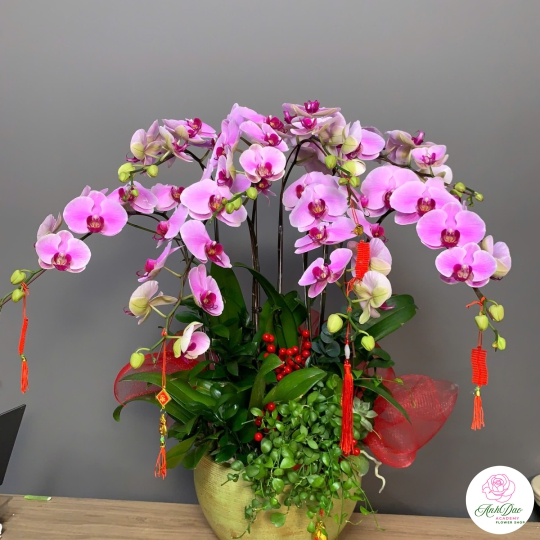 Lan Hồ Điệp Tím Chúc Mừng NU09