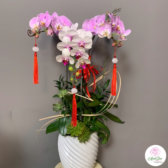 Lan Hồ Điệp Tím Chúc Mừng NU80