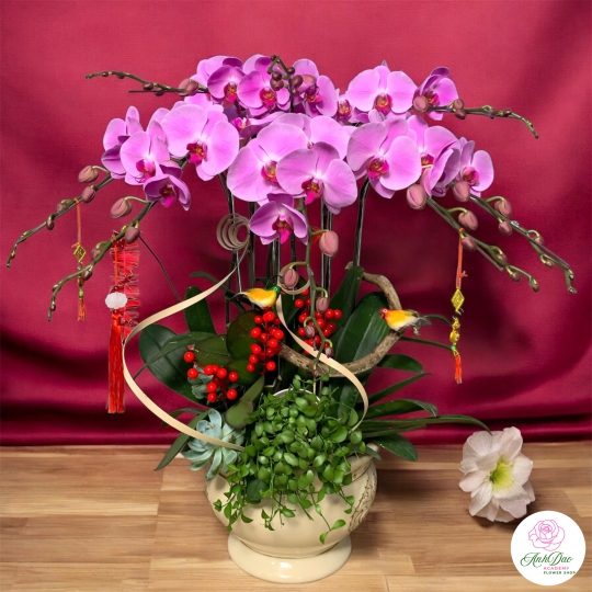 Lan Hồ Điệp Tím Chúc Mừng NU00