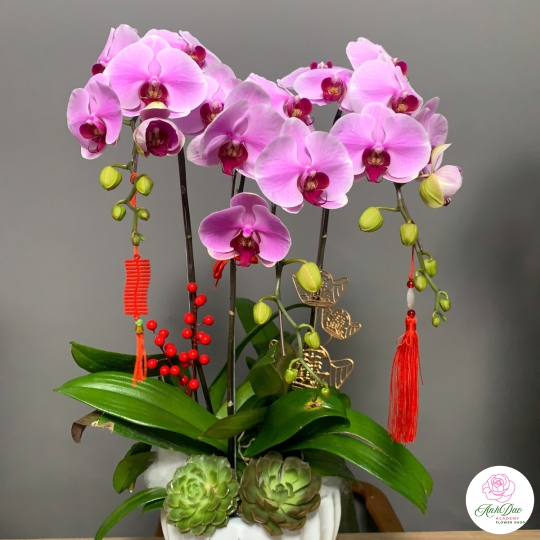 Lan Hồ Điệp Tím Chúc Mừng NU21