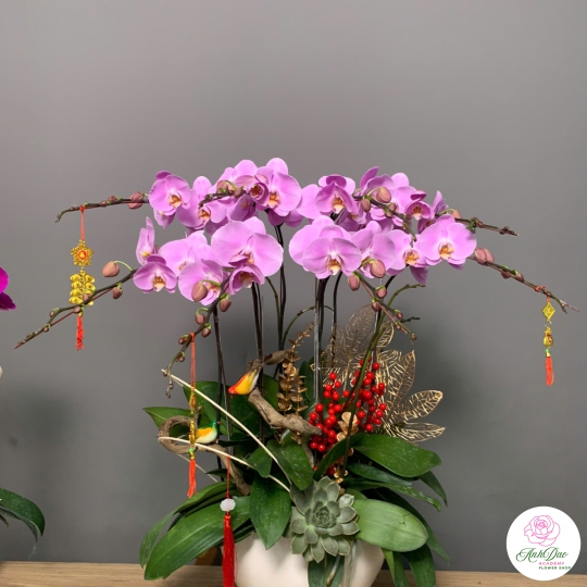 Hoa Lan Hồ Điệp Tím Chúc Mừng