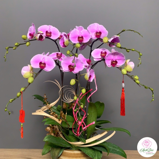 Hoa Lan Hồ Điệp Tím Chúc Mừng 008