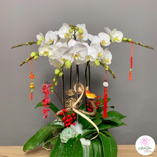 Hoa Lan Hồ Điệp Trắng Chúc Mừng