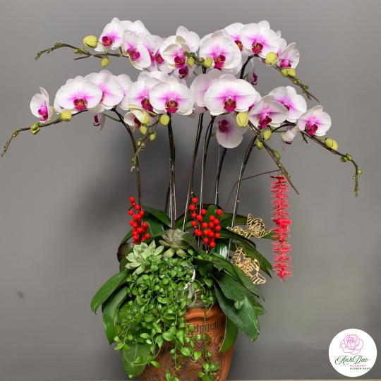 Lan Hồ Điệp Vàng Chúc Mừng NU88