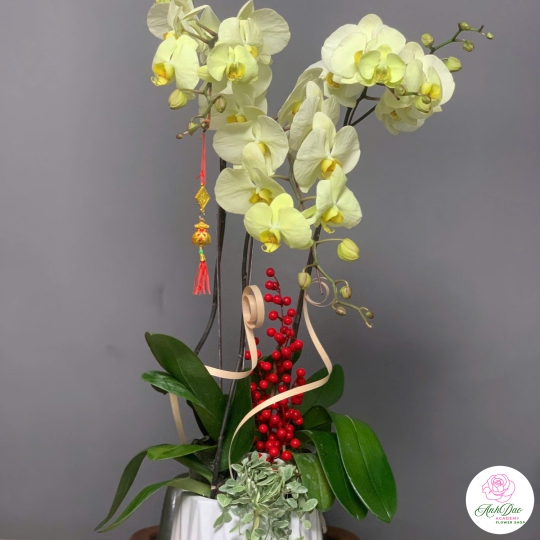 Hoa Lan Hồ Điệp Chúc Mừng NU9