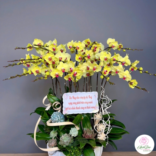 Lan Hồ Điệp Vàng Chúc Mừng 79