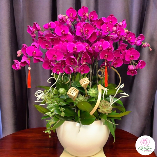 Lan Hồ Điệp Tím Chúc Mừng 74