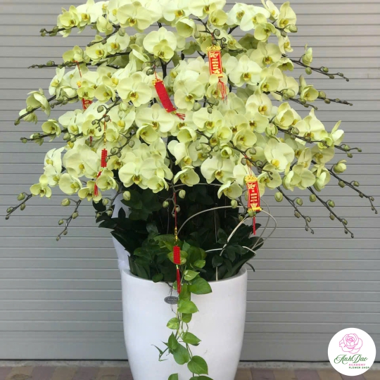 Lan Hồ Điệp Vàng Chúc Mừng 71