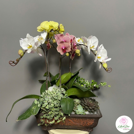 Lan Hồ Điệp Phối Chúc Mừng 23