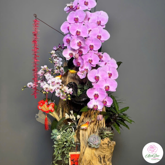 Lan Hồ Điệp Tím Siêu Xinh 