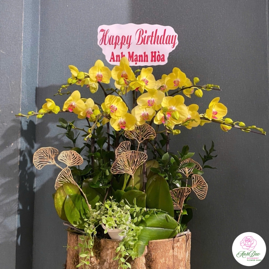 Hoa Lan Hồ Điệp Chúc Mừng Sinh Nhật