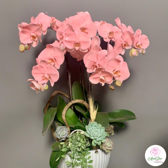 Hoa Lan Hồ Điệp Mẫu Mới Màu Xinh