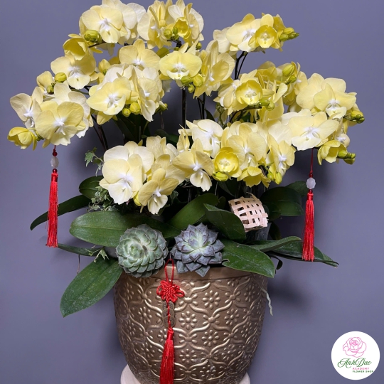 Lan Hồ Điệp Vàng Chúc Mừng 31