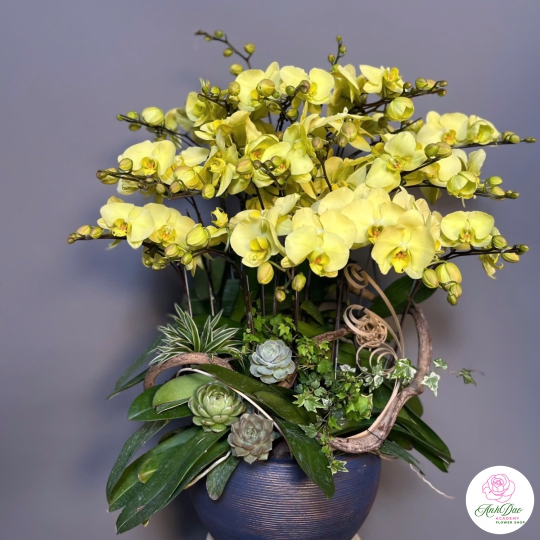 Lan Hồ Điệp Vàng Chúc Mừng 45