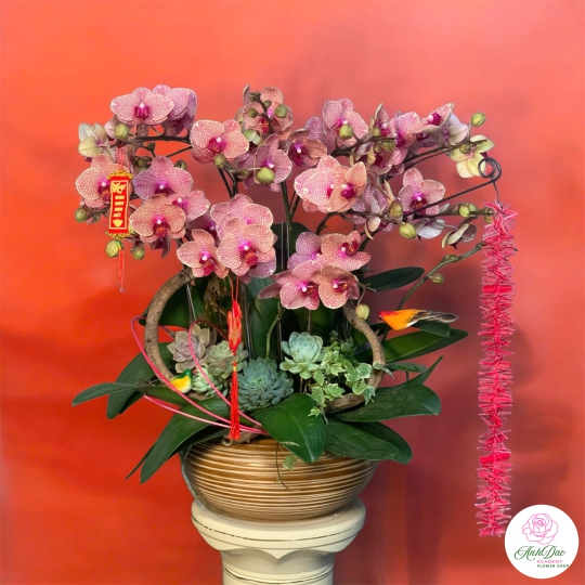 Lan Hồ Điệp Phối Sen Đá Chúc Mừng