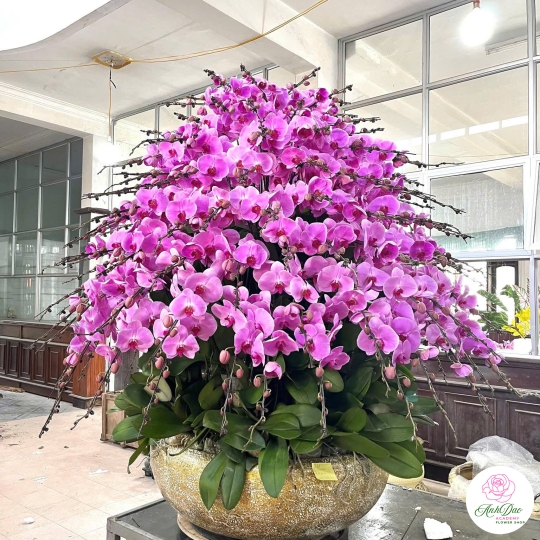 Lan Hồ Điệp Tím Chúc Mừng N109