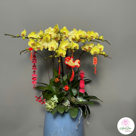 Chậu Hoa Lan Hồ Điệp Vàng - Phú Quý & Thịnh Vượng