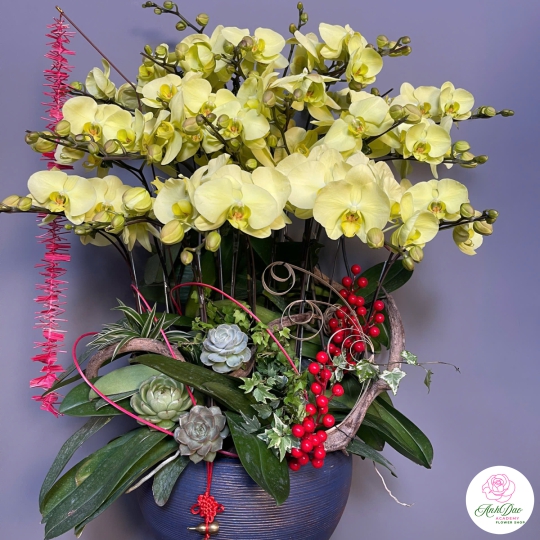 Chậu Hoa Lan Hồ Điệp Vàng - Sự Thịnh Vượng & May Mắn (NU87)