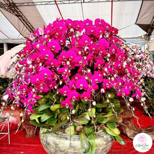 Lan Hồ Điệp Tím Chúc Mừng N09